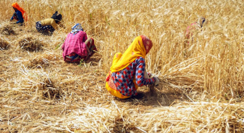 Cabinet Approves Nutrient Based Subsidy Rates for Rabi 2025-26; ₹37,952 Crore Allocated to Ensure Affordable Fertilizers for Farmers decoding=