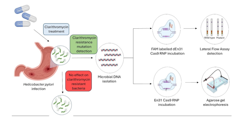 new-method-for-detecting-h-pylori-its-mutations-can-help-dyspeptic-patients-in-resource-poor-remote-settings