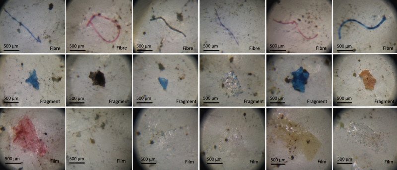 MIT-WPU Research Detects Microplastics in Freshwater Fish Consumed in Pune, Flags Emerging Food-Chain Concern decoding=