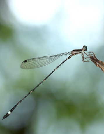 MIT-WPU Researchers make a breakthrough discovery of a new damselfly species in Southwestern Ghats of Kerala decoding=