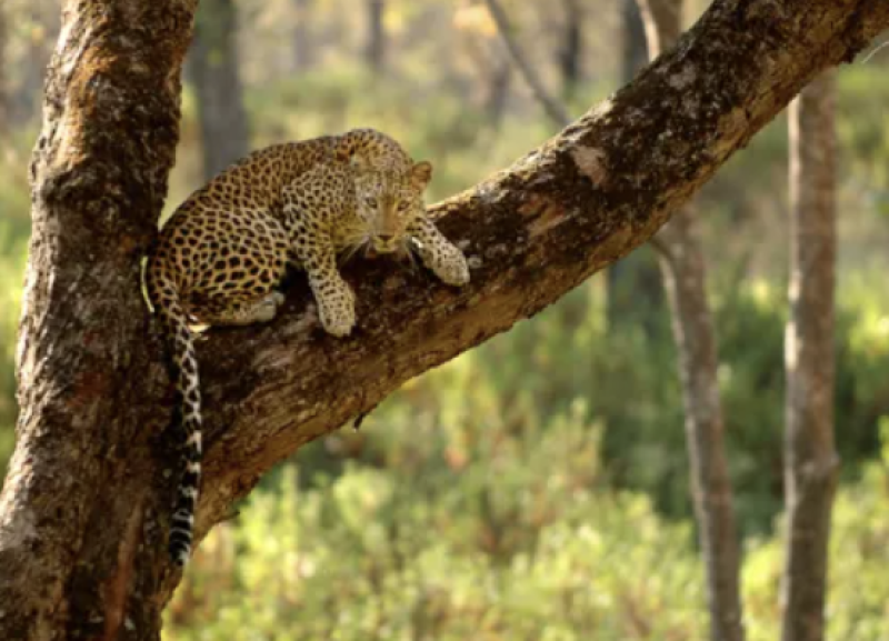 Rajasthan Trending News Today: Leopard Threat, Rare Snake Rescue, Opium Smuggling & CM Welcome Among 12 Big Updates decoding=