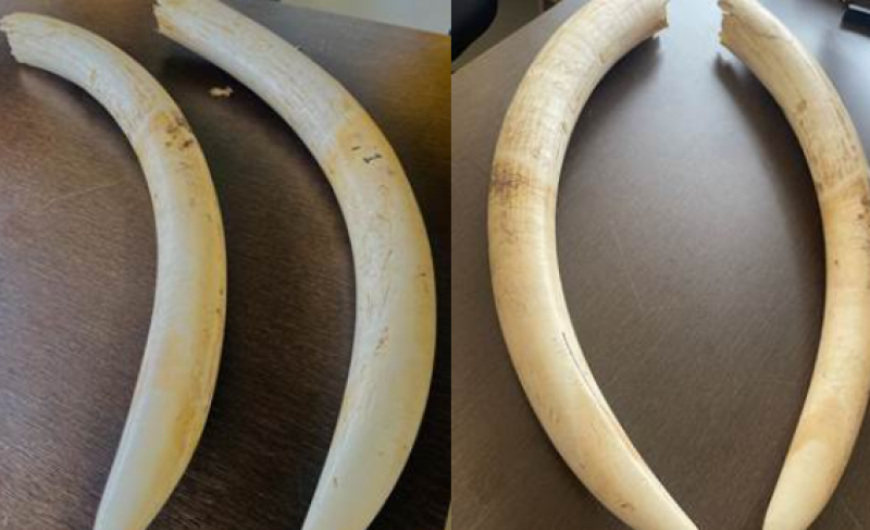 DRI Busts Elephant Tusk Smuggling Syndicate in Bengaluru, Arrests Seven Suspects decoding=