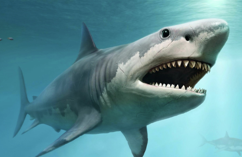 mega-shark-remains-found-near-darwin-rewrite-predator-evolution-115-million-year-old-giant-ruled-cretaceous-seas