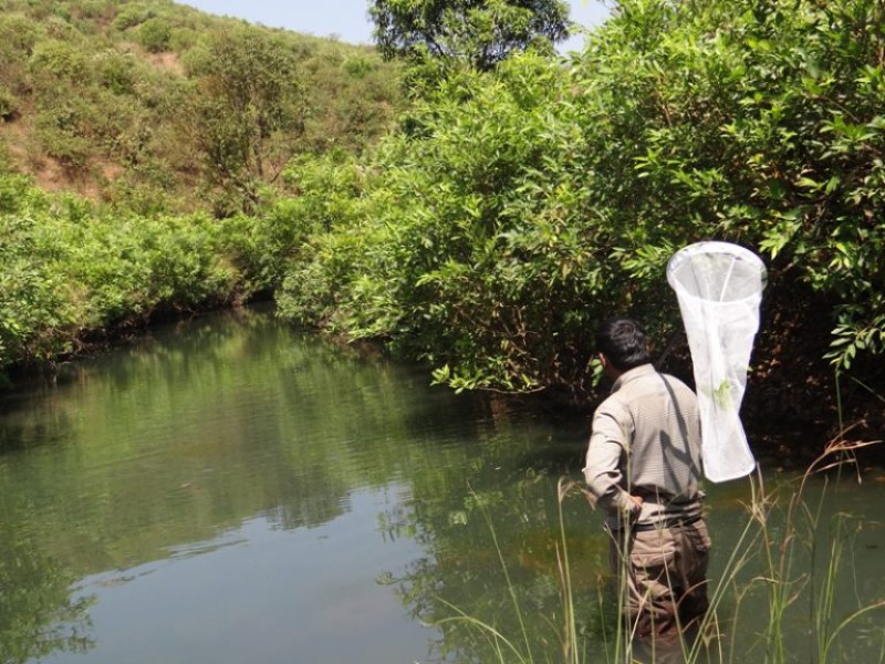 Two-Year Survey Records 143 Odonata Species Across Western Ghats, Highlights 35% Shortfall in Known Diversity decoding=
