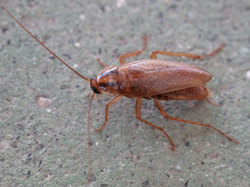 Gen Z’s ‘Cockroach’ Protest Movement Arrives in New Delhi decoding=