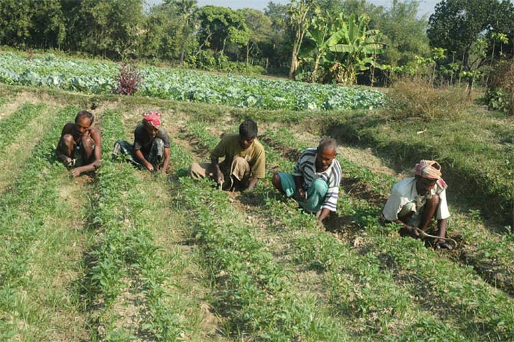 Rabi Crops Sowing area increases by 35.9 Lakh Hectare decoding=