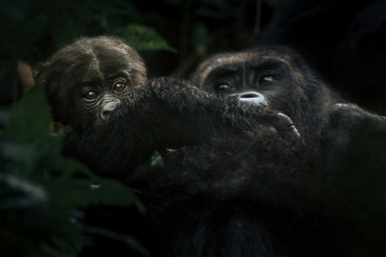High-stakes conflict threatens DR Congo gorillas decoding=