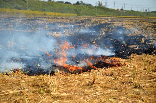 supreme-court-banned-stubble-burning-in-delhi-punjab-haryana-and-western-uttar-pradesh