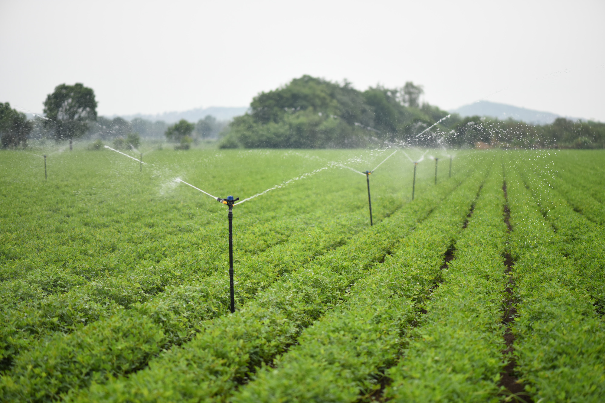 Netafim India introduces Flexi Sprinkler Kit to increase crop yield in field crops decoding=