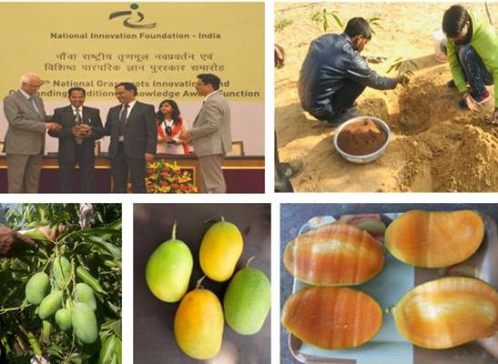 Kota farmer develops mango variety that bears fruits round the year decoding=