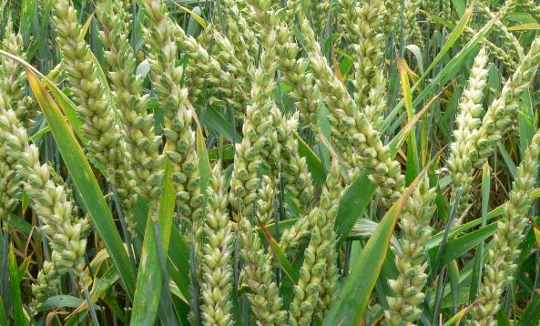 1-31-lakh-metric-tonnes-of-urea-and-56-thousand-metric-tonnes-of-dap-are-available-in-the-rajasthan