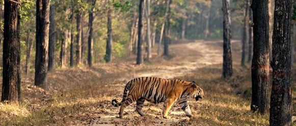THIS INTERNATIONAL TIGER DAY TAKE A WALK ON THE WILD SIDE WITH TAJ SAFARIS’ ‘NATURE TALKS’ decoding=