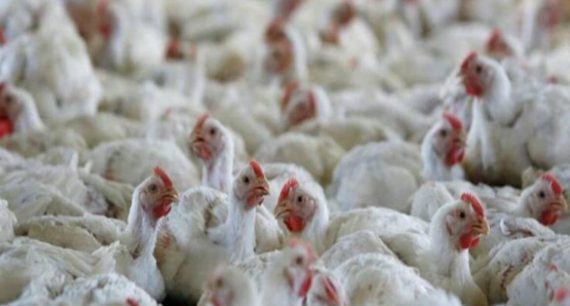 avian-influenza-in-the-country-3