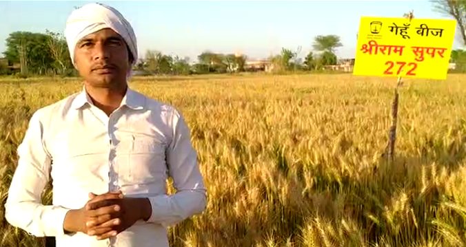 Shriram Super 252 & 272 wheat gives farmers in Rajasthan higher yield