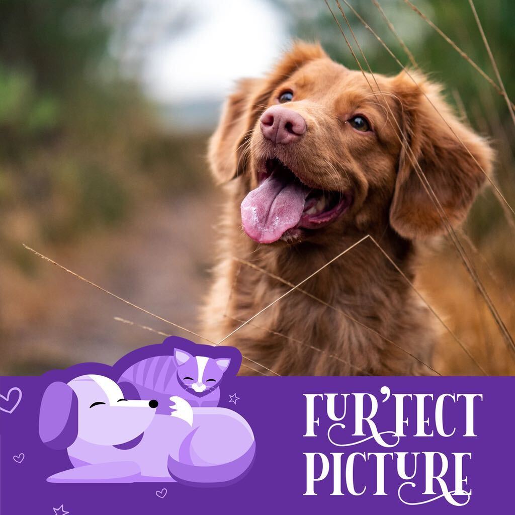 #PETPROJECT CAMPAIGN LAUNCHED DURING COVID -19 LOCKDOWN ON INSTAGRAM decoding=