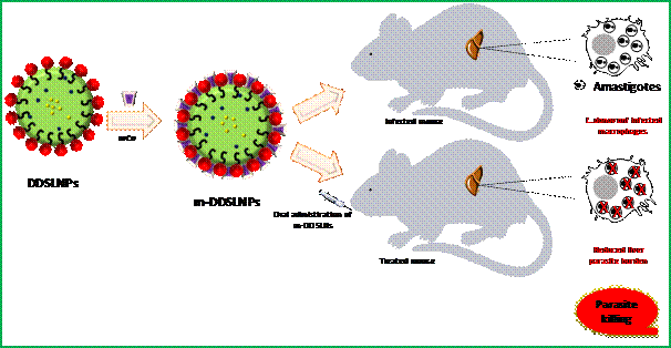 oral-nanomedicine-may-bring-relief-for-kala-azar-other-neglected-diseases