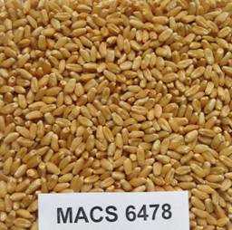 Wheat variety developed by Indian scientists decoding=