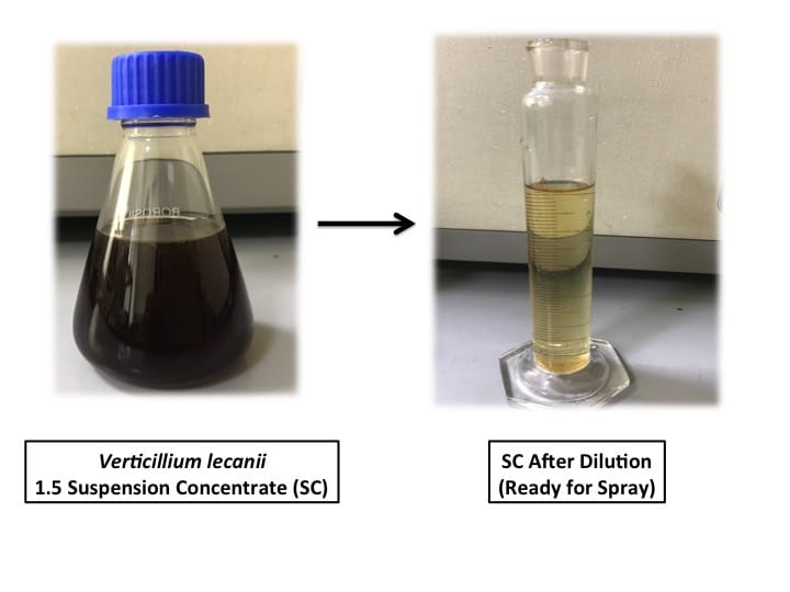IPFT developes Bio-Pesticide Formulation for insect control in seed spice crops as safe alternative to chemical pesticides decoding=