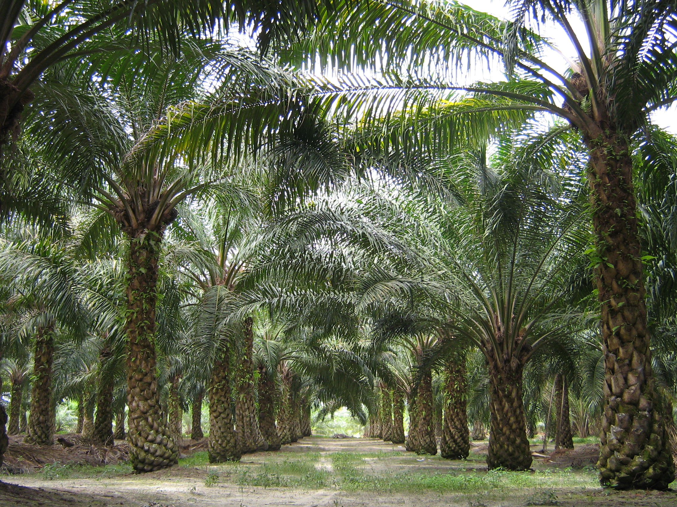 Telangana emerging as the Largest Oil Palm Destination in India decoding=