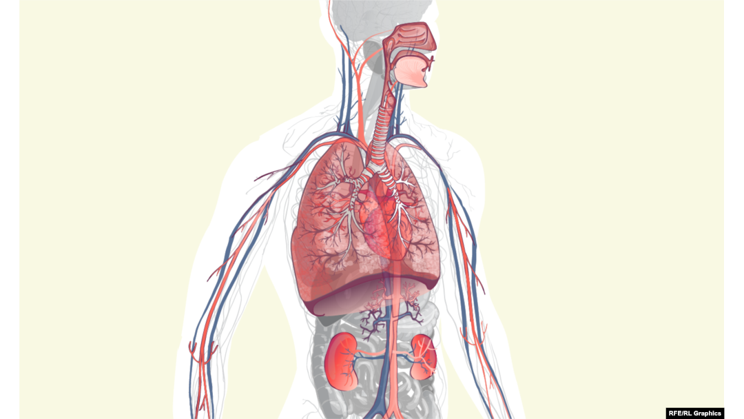 serb-supported-study-shows-that-collapse-of-respiratory-center-in-the-brain-may-cause-breakdown-of-covid-19-patients