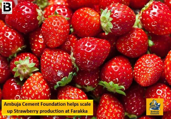 <strong>Ambuja Cement Foundation helps scale up Strawberry production at Farakka</strong> decoding=