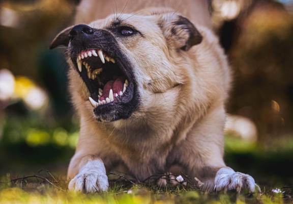 7 Tips You Should Follow to Protect Yourself From Aggressive Dogs