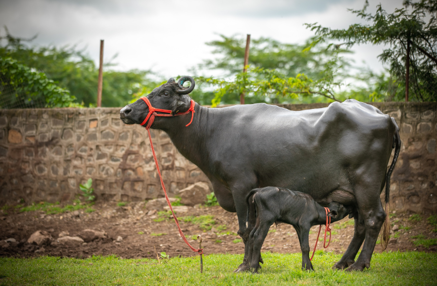India’s first batch of IVF Buffalo Calves born amidst lockdown decoding=