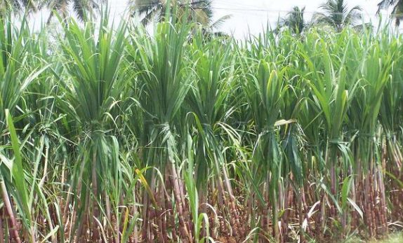 Securing the Future of Sustainability in Sugarcane Supply Chain sector in India decoding=