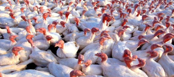 Avian Influenza in the country decoding=