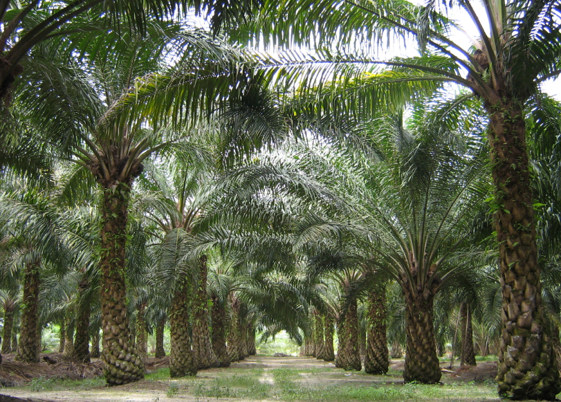 North East Has Potential to emerge as the largest Oil Palm Cultivator in the Country decoding=