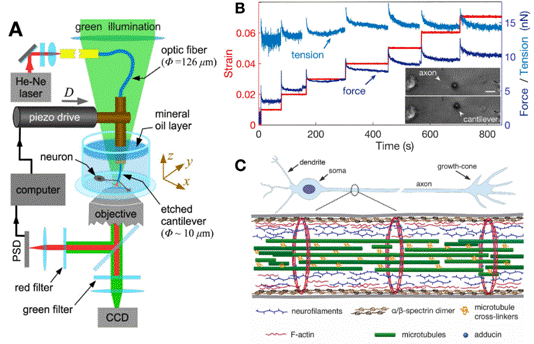 Molecular shock absorbers buffer axonal tension of nerve cells decoding=