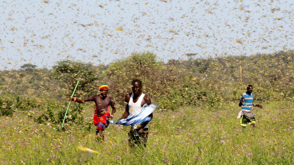 the-pesticides-management-bill-2020-will-hurt-indian-farmers-and-agriculture