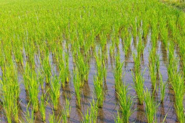 early-procurement-of-paddy-rice-in-all-remaining-states-from-today