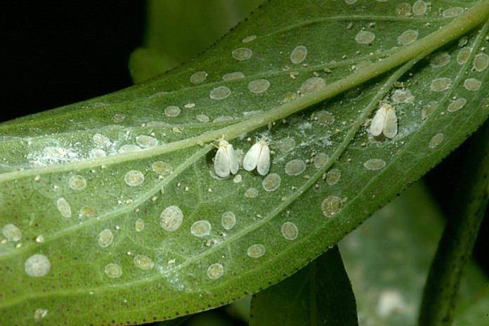 deadly-whitefly-pest-to-hit-indian-oil-palm-production-this-year