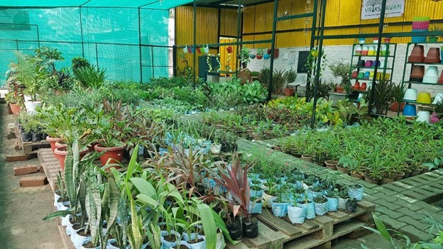 vrikshavan-nursery-offers-a-20-discount-on-plants-planters-and-ceramic-decor-at-the-store